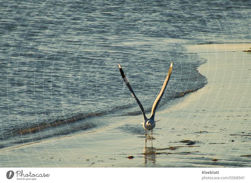 Ich starte dann mal durch - eine Möve setzt zum Abflug an - Strandbild Vogel Himmel fliegen Meer Wasser Abendstimmung Mitsommer Idylle Küste