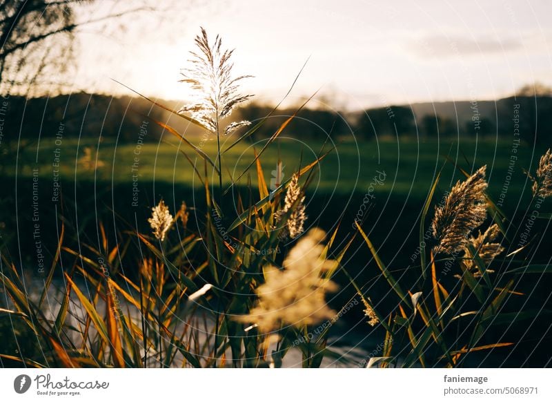 Abendsonne Sonne Schilf Schilfgras Bach Fluss aue Weide Wiese Lichtung halm grashalm gegenlicht Sonnenlicht sich[Akk] beugen Sonnenstrahlen sonnig stimmung