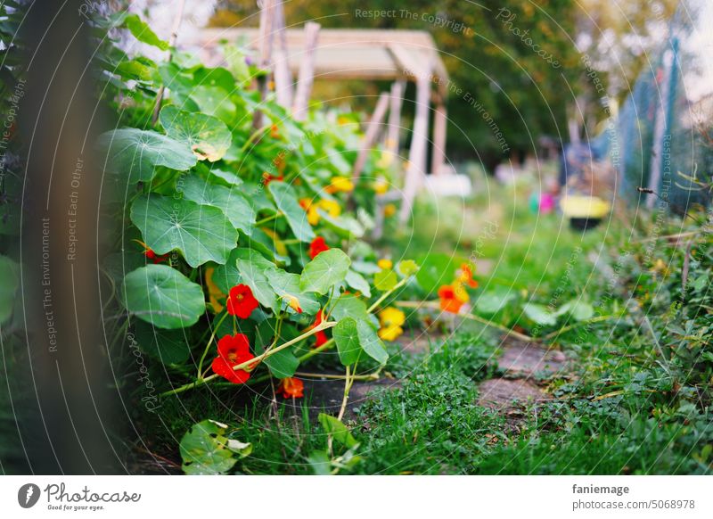 Weg in den Garten Kresse Blüten Gartenweg Pflastersteine Wiese Gartenhütte zaun Gartenzaun Schrebergarten Blätter Tiefenschärfe Fluchtpunkt kräftige Farben