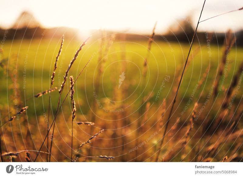 letzte Sonnenstrahlen tanken grashalm Wiese Sonne tanken auftanken Kraft Wärme licht Sonnenlicht sonnig Abendsonne sich[Akk] beugen gegenlicht Gräser Weide