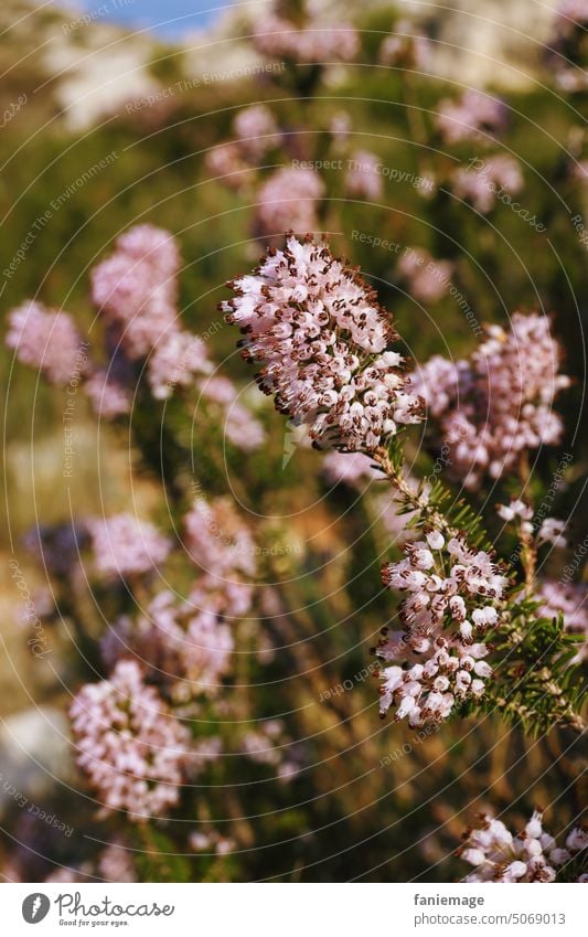 La bruyère Heide Heidekraut Provence Provenzalisch pflanze Natur Vegetation rosa Blühend blühen Blüten Fahne mediterran Mittelmeer diagonal Sormiou Marseille