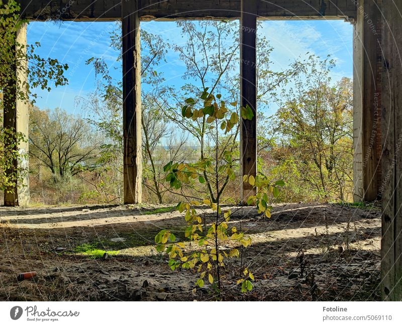 Ich liebe es, wenn Lost Places von der Natur zurück erobert werden. Das gibt den Räumlichkeiten einen ganz besonderen Zauber. lost places alt Verfall