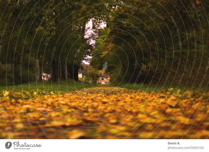 Gehweg am ersten Blätterfall laub Natur herbstlich Herbstbeginn Jahreszeiten Herbststimmung Vergänglichkeit Laub Herbstlaub Herbstfarben Außenaufnahme