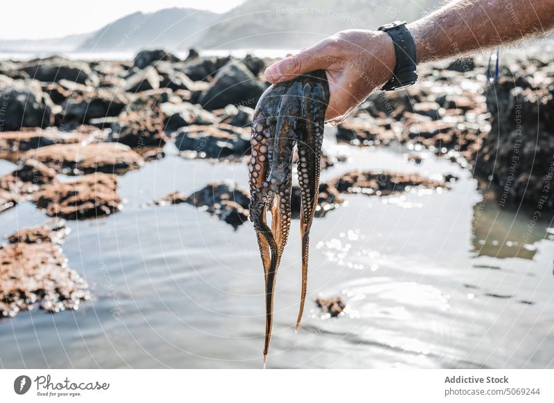 Mann mit gefangenem Oktopus in der Hand Fischer Octopus Meer Ufer MEER Meeresfrüchte Fischen Küste Tier zeigen Lebensraum Tierwelt wild marin aqua Seeküste