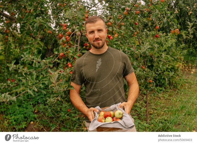 Männlicher Bauer erntet Äpfel im Garten Mann Landwirt Apfel Ernte Obstgarten Sommer Ackerbau reif Porträt Baum männlich Erwachsener Korb Agronomie Landschaft