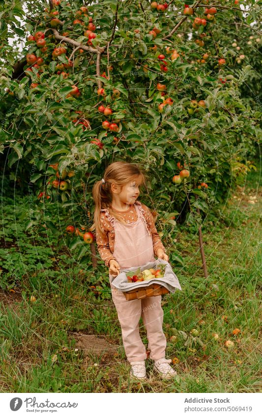 Fröhliches kleines Vorschulmädchen mit Korb voller Äpfel im Garten Mädchen heiter Apfel frisch niedlich Sommer Kind Frucht Natur bezaubernd Ernte wenig grün