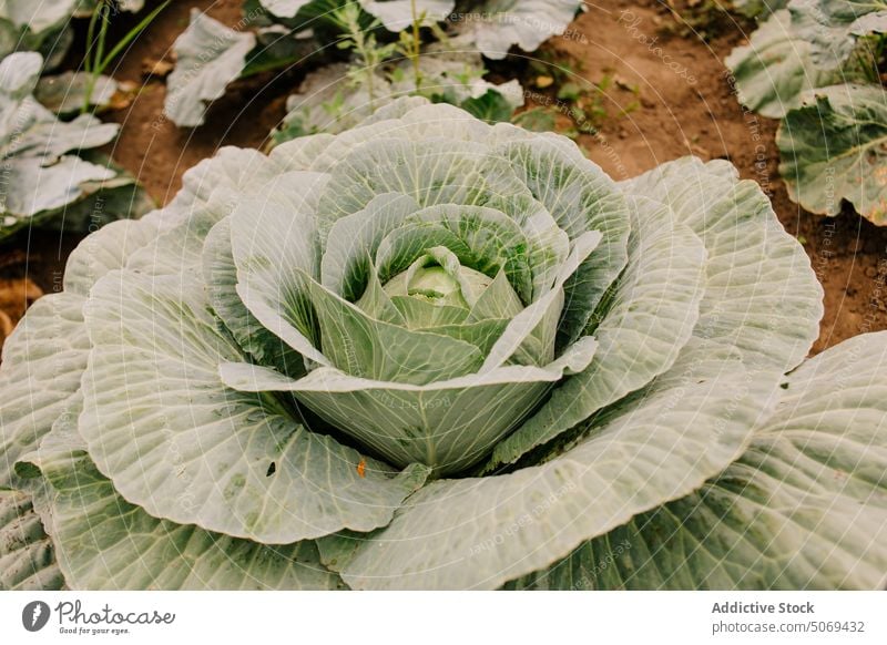 Grünkohl, der im Garten gedeiht Kohlgewächse Gemüse Ernte Gartenbau Blatt Ackerbau Bauernhof wachsen kultivieren Pflanze vegetieren Agronomie Feld frisch