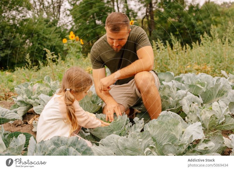 Fröhlicher Vorschulgärtner und Vater sammeln Paprika in einer Plantage Gärtner heiter abholen Glück Lächeln niedlich positiv Tochter Schonung Landschaft