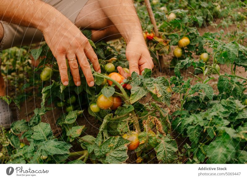 Die Hand eines Landwirts pflückt reife Tomaten vom Strauch im Garten pflücken vorsichtig Buchse abholen Körperteil frisch Blatt anonym Schonung Sommer Mann