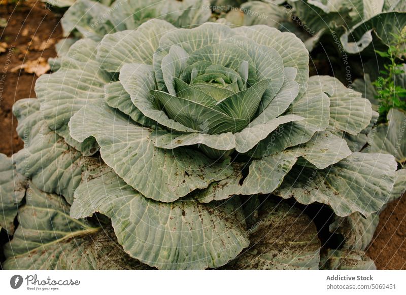 Grünkohl, der im Garten gedeiht Kohlgewächse Gemüse Ernte Gartenbau Blatt Ackerbau Bauernhof wachsen kultivieren Pflanze vegetieren Agronomie Feld frisch