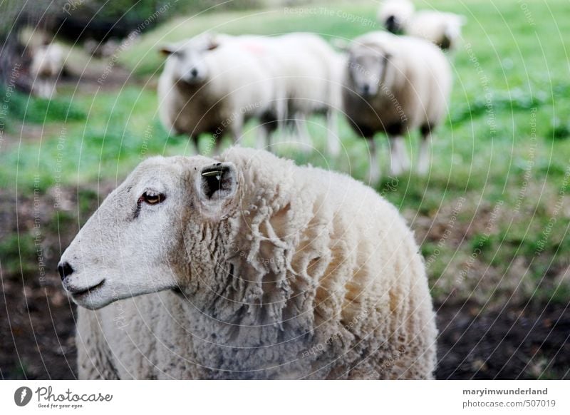 da lang. Umwelt Natur Wiese Feld Berge u. Gebirge Tier Nutztier Tiergesicht Fell Schaf Schafherde Schafswolle Schaffell Schafsbock 3 Tiergruppe Herde