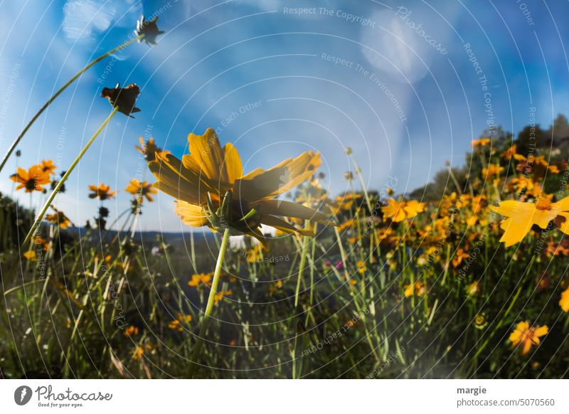 Eine Wiese mit Sonnenhut - Blumen Blumenwiese Sommer Natur Außenaufnahme Blühend Garten Pflanze Blüte Schwache Tiefenschärfe Nahaufnahme Farbfoto Menschenleer