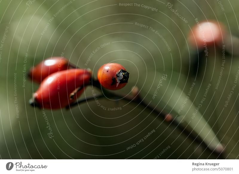 Rote Hagebutte am Zweig mit Bokeh in Komplementär-Kontrast Hagebutten Natur rot grün Pflanze Herbst Strauch natürlich Farbfoto Nahaufnahme Frucht Wildrose