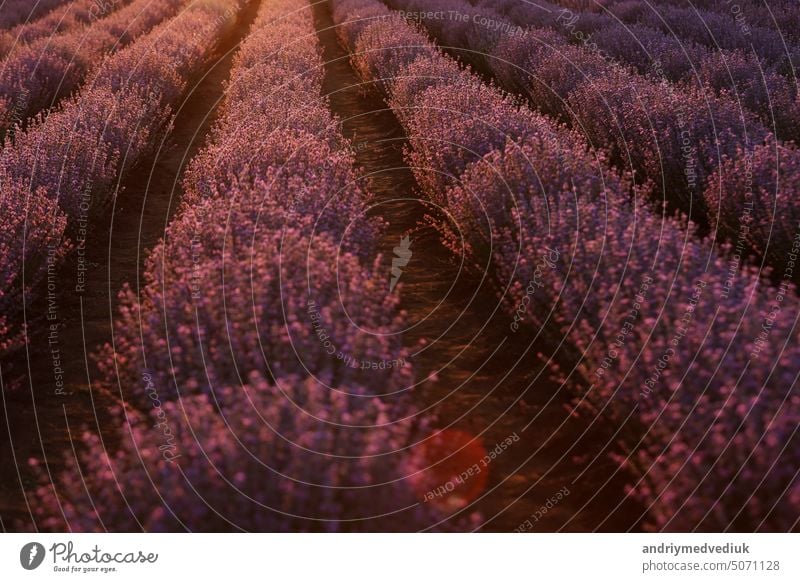 Nahaufnahme von Sträuchern Lavendel blühenden duftenden Felder auf Sonnenuntergang. Lavendel lila aromatischen Blüten auf Lavendelfeldern der französischen Provence in der Nähe von Paris.