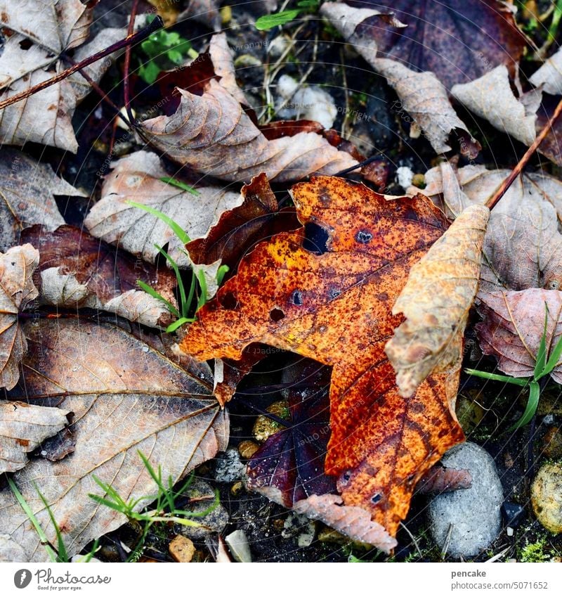 faltblatt Herbstlaub Blatt Herbstblatt gefallen orange Blätter Wald herbstlich Bäume Nahaufnahme liegen Herbstfärbung Laub Vergänglichkeit plastisch Faltblatt