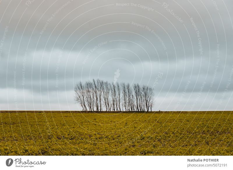 Baumgruppe inmitten eines Feldes im Winter Bäume Landschaft Farbfoto ländlich Herbst herbstlich winterlich kalt Außenaufnahme Jahreszeiten Natur Menschenleer