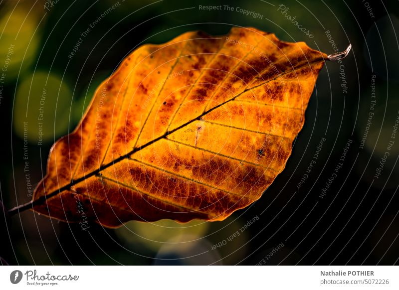 Herbstblatt Nahaufnahme Blatt Herbstlaub Blätter Herbststimmung Herbstfärbung Jahreszeiten Laubwerk herbstlich Außenaufnahme Herbstsaison Farbfoto Umwelt Natur