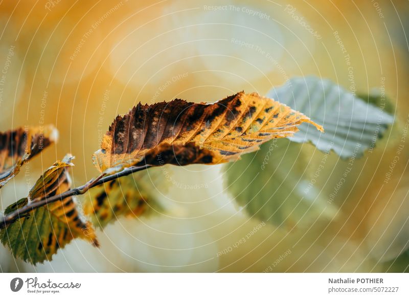 Herbstblatt auf dem Zweig herbstlich Blatt gelb Außenaufnahme Herbstlaub Herbstfärbung Jahreszeiten Blätter Herbststimmung Natur Laubwerk Herbstfarben