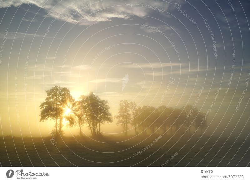 Sonnenaufgang im Nebel hinter einer Baumreihe Sonnenaufgang - Morgendämmerung Landschaft Natur Außenaufnahme Menschenleer Himmel Farbfoto Licht Sonnenlicht