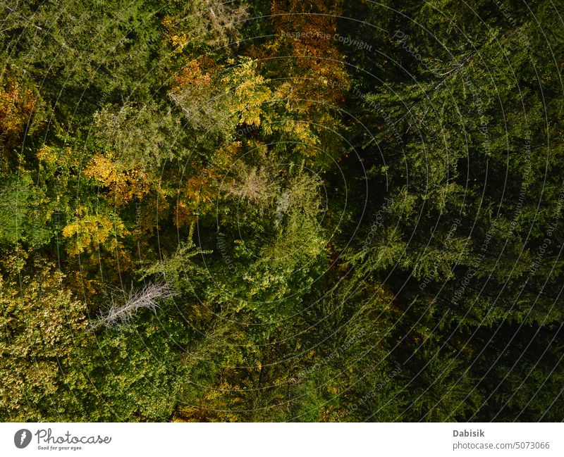 Draufsicht auf einen Herbstwald mit farbigen Bäumen Wald Baum Natur Top Ansicht fallen Landschaft Laubwerk Hintergrund im Freien abstrakt Waldgebiet Licht Blatt