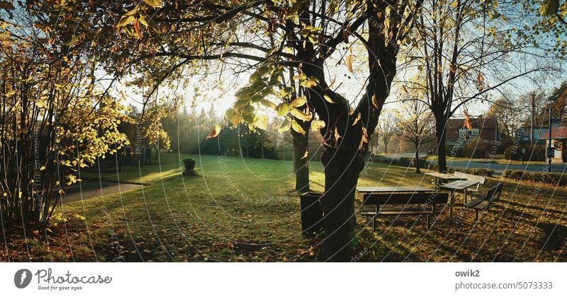 Park in Ninive, OL Bäume Abend Sonne Sonnenlicht Sonnenuntergang Natur Himmel Landschaft Baum Licht Menschenleer Außenaufnahme Farbfoto Abenddämmerung Dämmerung