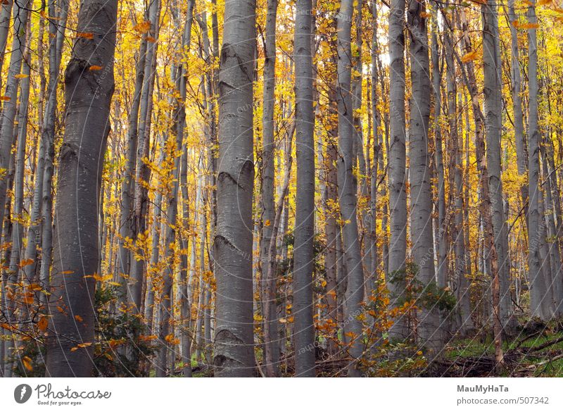 Wald schön Abenteuer wandern Umwelt Natur Landschaft Pflanze Herbst Baum Blatt Wachstum dick Unendlichkeit hell grün rot Idylle Hintergründe Beautyfotografie