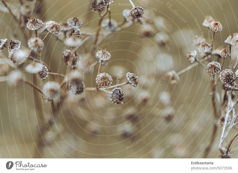 wann wird es endlich wieder Sommer? Wiese Blume Natur Garten Außenaufnahme Umwelt Pflanze Farbfoto Blüte Nahaufnahme Schwache Tiefenschärfe zart schön