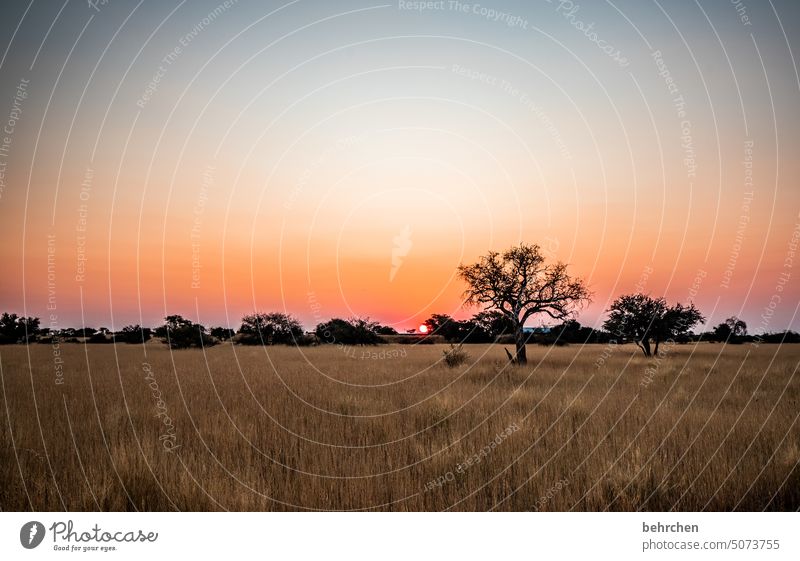 kalahari stille Dämmerung magisch besonders traumhaft Ferien & Urlaub & Reisen Natur Abenteuer Einsamkeit Landschaft Farbfoto reisen Sehnsucht Fernweh Afrika