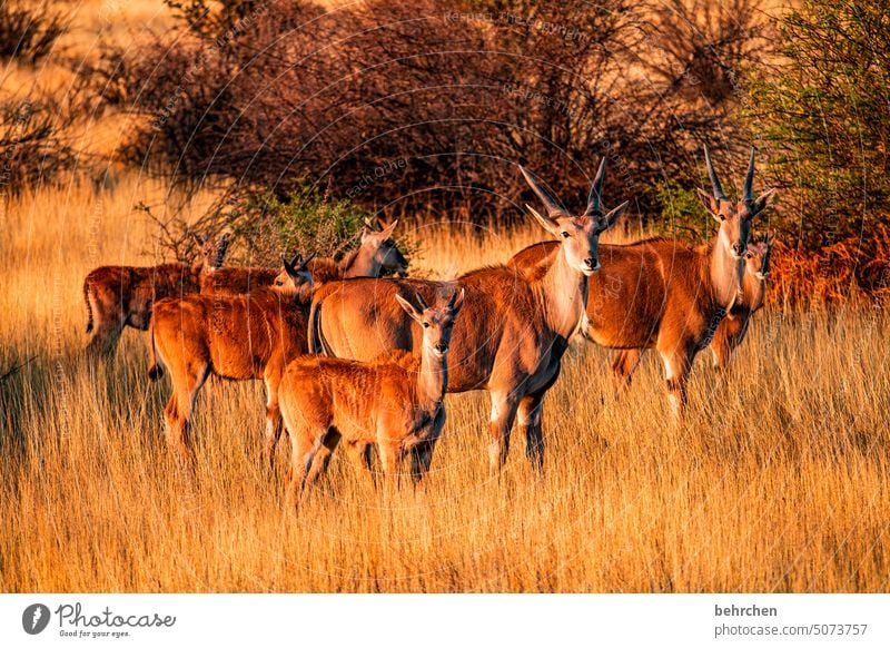 wachsam Tierliebe Tierschutz Trockenheit Savanne Gras beeindruckend besonders Landschaft Ferien & Urlaub & Reisen Natur Freiheit Abenteuer Farbfoto reisen