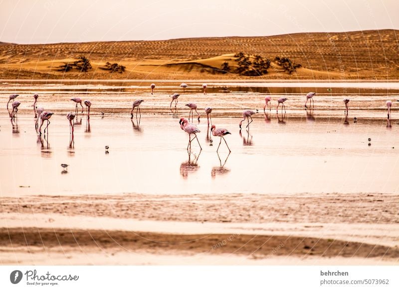 auf zu neuen ufern Spiegelung im Wasser elegant sandwich harbour sanddüne Dünen Swakopmund besonders Walvisbay beeindruckend Himmel Abenteuer Landschaft