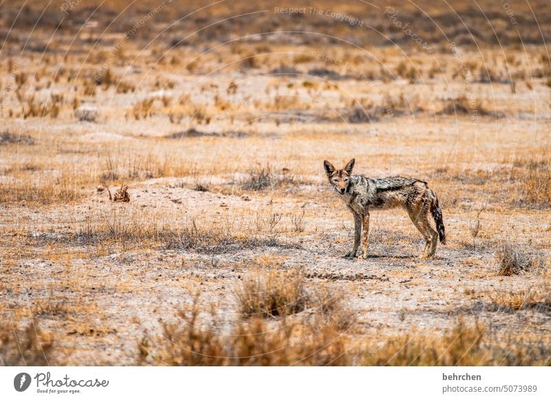 olle schabracke etosha national park Etosha Etoscha-Pfanne außergewöhnlich Tierporträt Wildtier frei wild Wildnis Safari Tierliebe Tierschutz Umwelt Gras