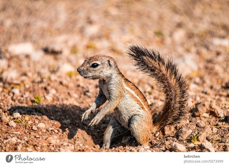 hörnchen klein niedlich beobachten aufmerksam Trockenheit Tierliebe Tierschutz Wildtier Wildnis außergewöhnlich Ferien & Urlaub & Reisen besonders Fernweh