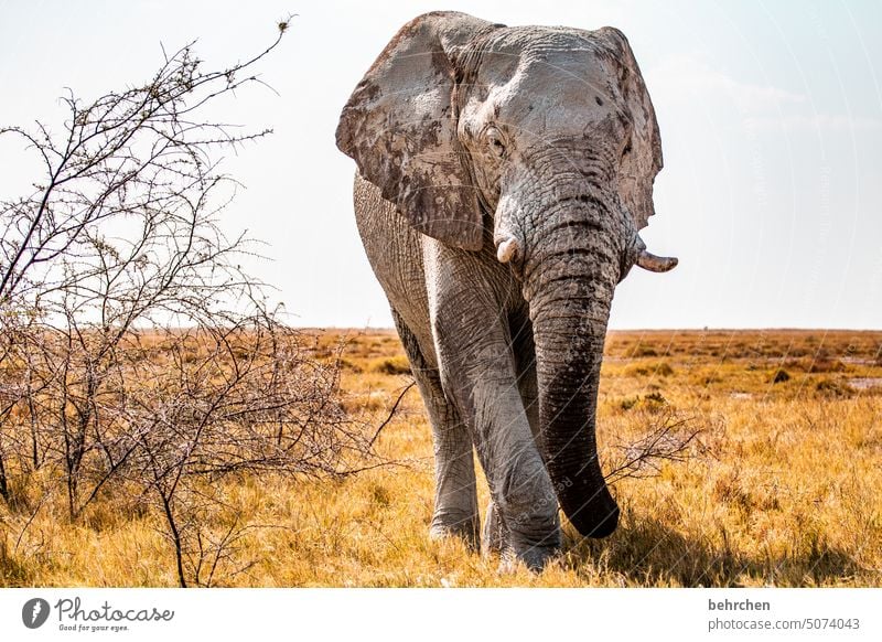 stattlich Gefahr riskant gefährlich Elefantenbulle etosha national park Etosha Etoscha-Pfanne fantastisch Wildtier außergewöhnlich frei wild Wildnis Tier