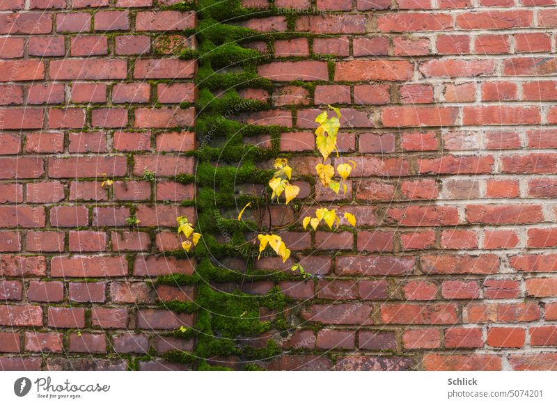 Herbst, junge Birke mit gelben Blättern wächst aus bemooster Ziegelwand rot Pionierpflanze herbstlich farbig Außenaufnahme Baum Farbfoto Natur Tag Herbstfärbung