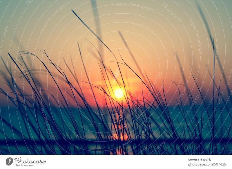 Sylt Natur Landschaft Sand Wasser Himmel Wolkenloser Himmel Horizont Sonne Sonnenaufgang Sonnenuntergang Sonnenlicht Sommer Schönes Wetter Gras Sträucher Wellen