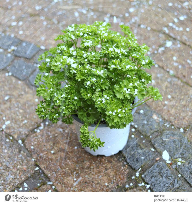 wenn einem die Petersilie verhagelt Redensart Redewendung Sprichwörter umgangssprachlich Pflanze Küchenkraut Blumentopf im Topf schlechtes Wetter Hagelschauer