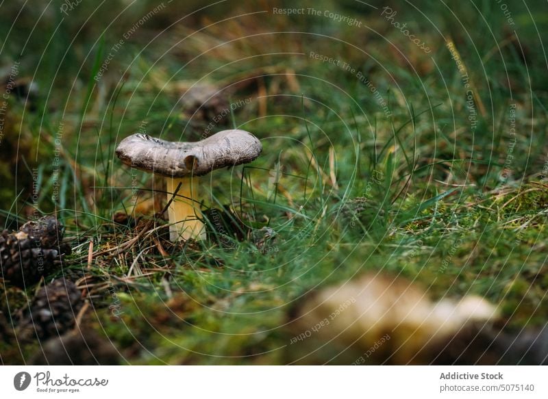 Granulierter Steinpilz im Gras Pilz Wetter frisch gekörnte Steinpilze Natur Wald Wachstum Morgen Tau grün Saison nass Suillus granulatus Sommer vegetieren