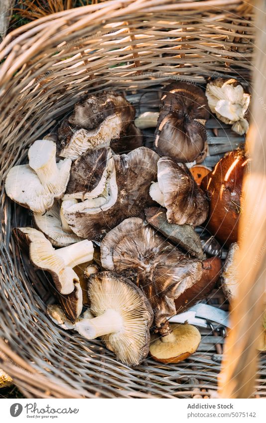 Korb mit verschiedenen frischen Pilzen Wald abholen viele Weide Herbst sortiert Ernte Saison Natur organisch natürlich Lactarius deliciosus Suillus granulatus