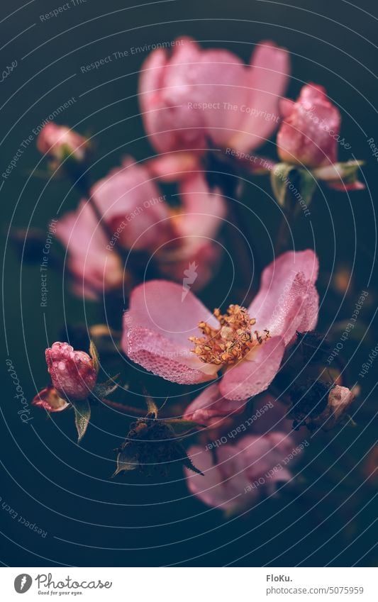 verwelkende Rosen mit Morgentau Blume feucht nass Tau Wassertropfen Natur Pflanze Nahaufnahme Makroaufnahme Tropfen Detailaufnahme Regen grün Blatt Grünpflanze