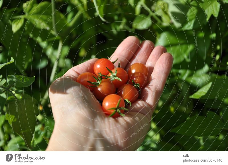 Eine Hand voll letzter kleiner Cocktailtomaten aus dem Garten. Das war’s wohl. Tomaten rund rot süss lecker schmackhaft frisch gesund Snack auf die Hand nehmen