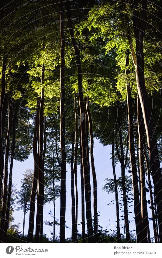 Bäume im Wald im Abendlicht Buchen Natur Odenwald Landschaft Außenaufnahme Baum Herbst Menschenleer Licht grün Umwelt Farbfoto Baumstamm ruhig Holz Wachstum