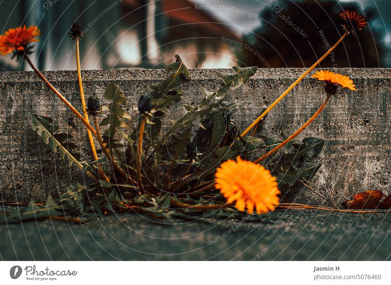 Löwenzahn Löwenzahnblüte gelb Asphalt Blume Blüte Pflanze Tag Außenaufnahme Makroaufnahme grün grau Straßenrand Umwelt Menschenleer Farbfoto Wildpflanze Natur