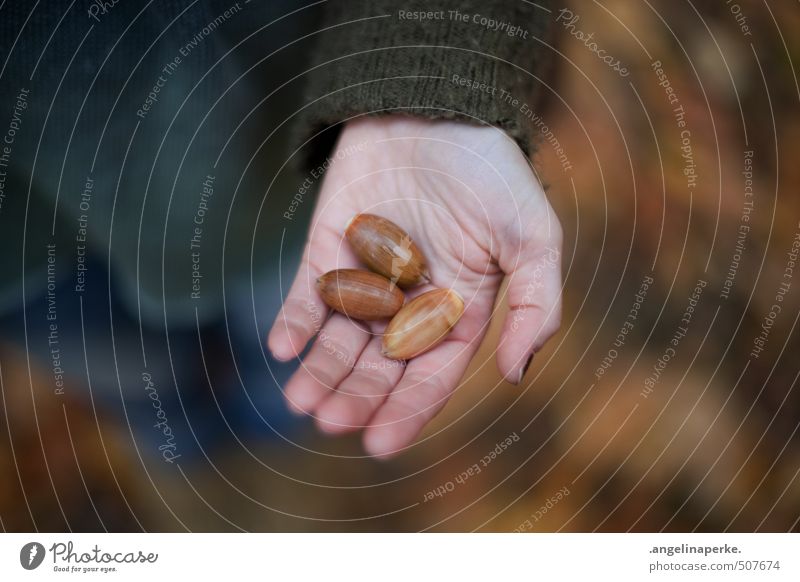 drei. Frau Erwachsene Hand 1 Mensch Herbst Blatt laub beobachten gehen Kommunizieren träumen wandern Nuss Mitte Schwache Tiefenschärfe