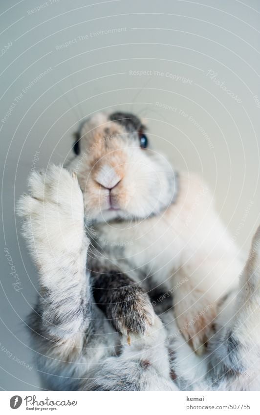 Abhängen Tier Haustier Tiergesicht Fell Krallen Pfote Hase & Kaninchen Zwergkaninchen Schnauze 1 liegen sitzen Coolness niedlich Gelassenheit Farbfoto