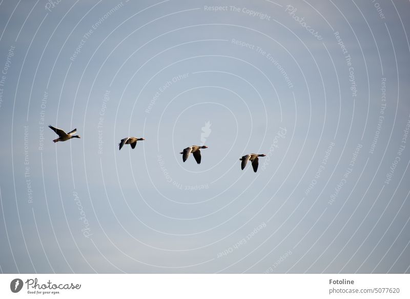 Vier Gänse  ziehen in ihr Winterquartier. Kräftig schlagen sie mit ihren Flügeln. Guten Flug! Gans Vogel Tier Außenaufnahme Farbfoto Tag Wildtier Wildgans