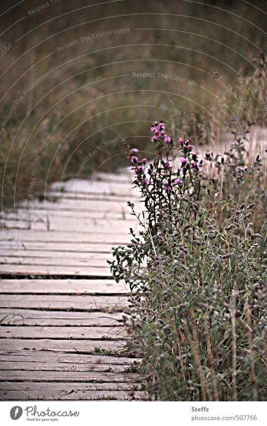 auf dem Holzweg ins Ungewisse nordische Romantik heimische Wildpflanzen heimische Pflanzen ins ungewisse einsamer Weg Distel graugrün wandern Spazierweg