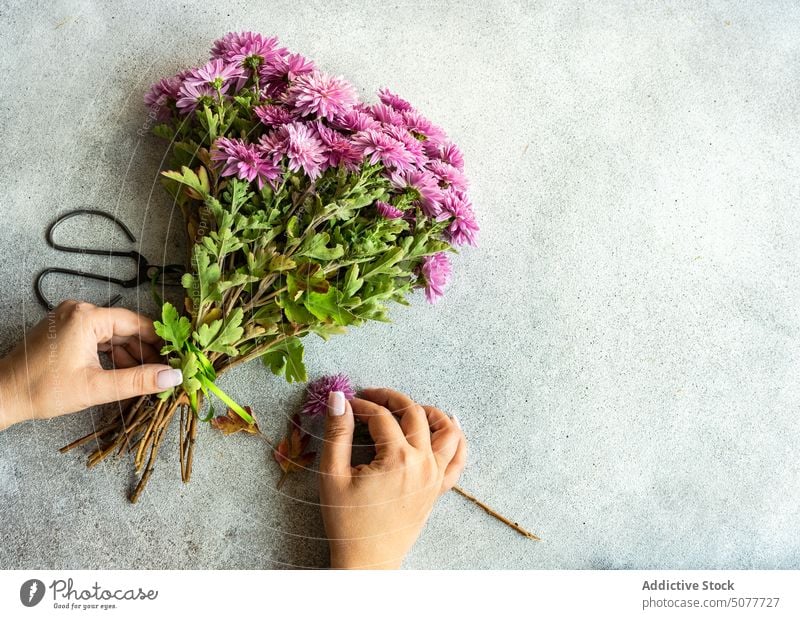 Herbstliche lila Chrysanthemenblüten Astern Asteraceae herbstlich Hintergrund Blumenstrauß Beton fallen flache Verlegung geblümt grün Hand Halt Mütter natürlich