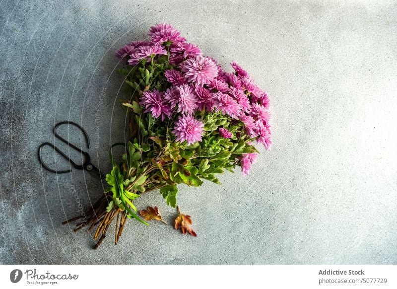 Herbstliche lila Chrysanthemenblüten Astern Asteraceae herbstlich Hintergrund Blumenstrauß Beton fallen flache Verlegung geblümt grün Mütter natürlich Natur