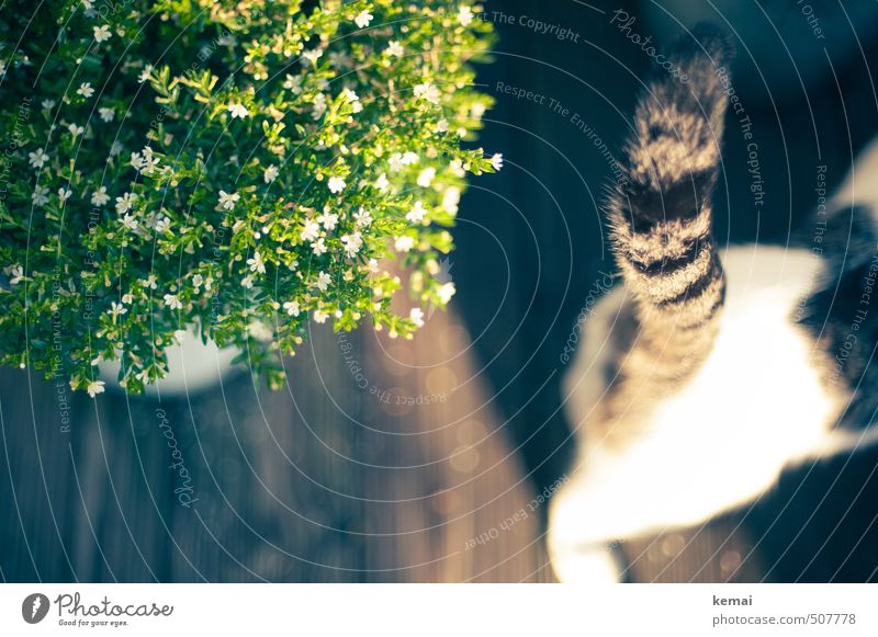 Schwanz Pflanze Blume Blatt Blüte Topfpflanze Tier Haustier Katze Fell 1 Blühend stehen Wachstum getigert gestreift Farbfoto Gedeckte Farben Außenaufnahme