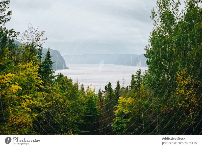 Hohe Herbstbäume wachsen im Wald Baum Laubwerk Natur Wachstum Grün Ökologie Park malerisch Atmosphäre idyllisch Wälder Harmonie frisch Air Waldgebiet friedlich